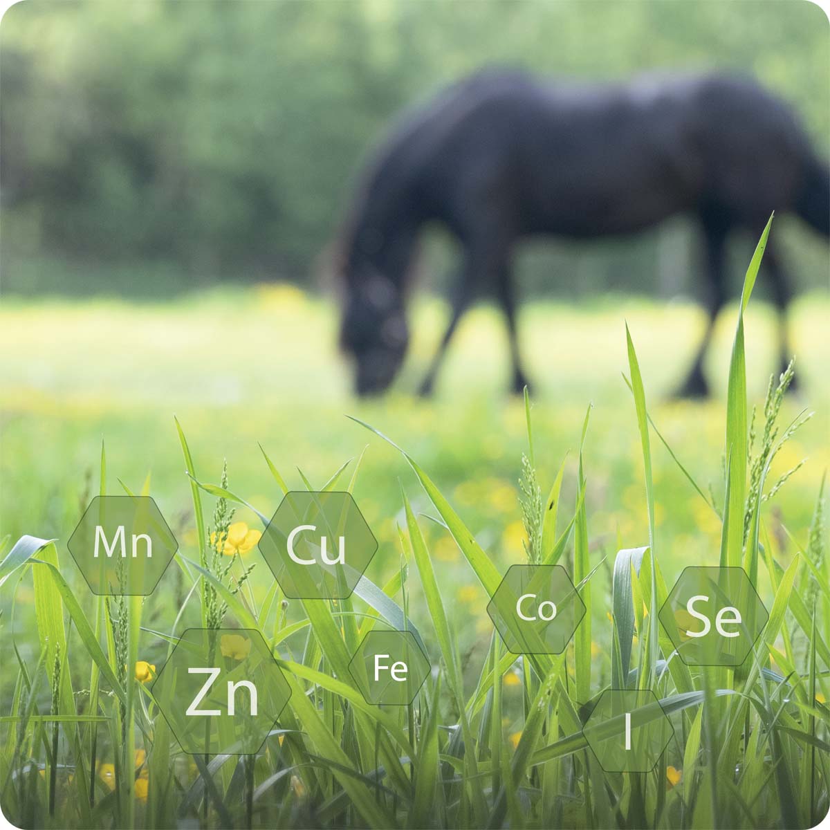 paardensupplementen nutritioneel